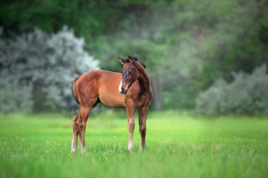 Yeşil çayırda duran körfez tayı