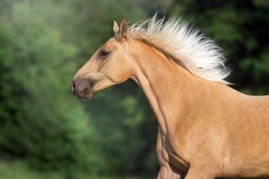 Yeşil çayırda uzun yeleli Cremello atı portreyi yakından çek.