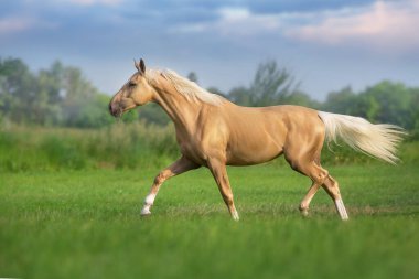 Yeşil çayırlarda uzun yeleli Cremello atı