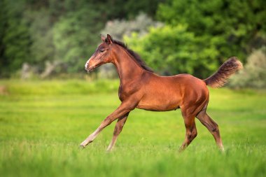 Körfez tayı yeşil çayırda koşar