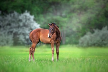 Yeşil çayırda duran körfez tayı