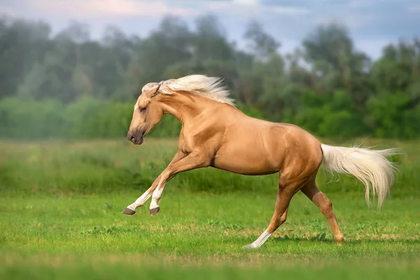 Cremello馬ともに長いです男フリーランで緑の牧草地 — ストック写真