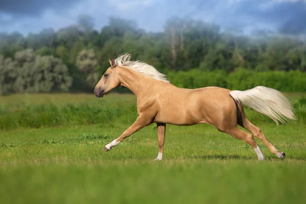 Cremello馬ともに長いです男フリーランで緑の牧草地 — ストック写真