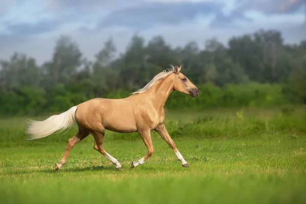 Cavalo Cremello Com Longa Crina Correr Trote Prado Verde — Fotografia de Stock