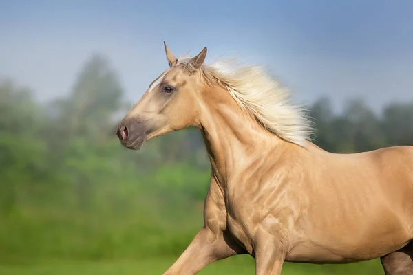Кінь Кремелло Довгою Гривою Біжить Зеленій Лузі — стокове фото
