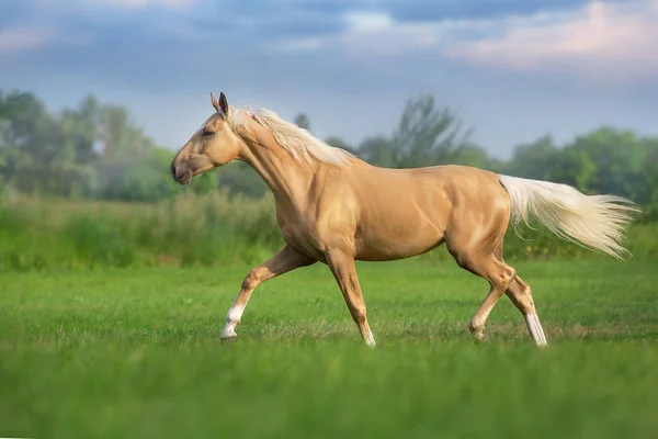 Caballo Cremoso Con Larga Crin Trote Pradera Verde —  Fotos de Stock