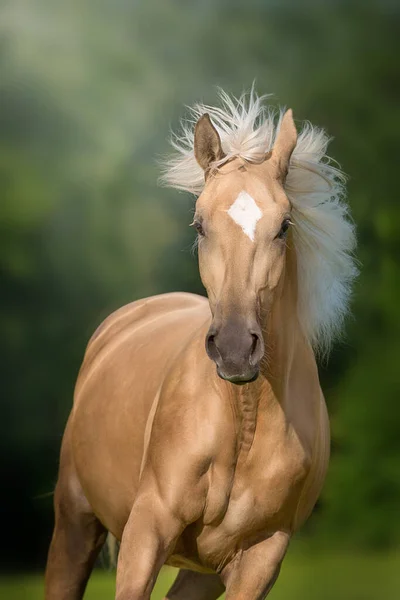 Cremello Pferd Mit Langer Mähne Frei Laufen Der Grünen Wiese — Stockfoto