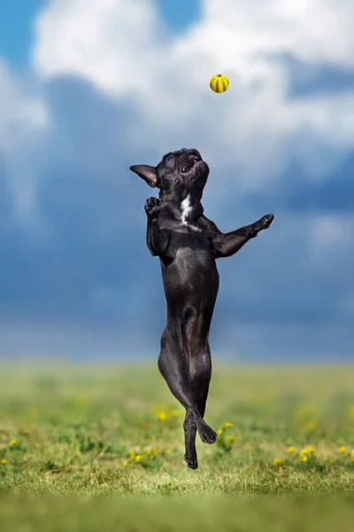 Bulldog Francês Pulando Para Uma Bola — Fotografia de Stock