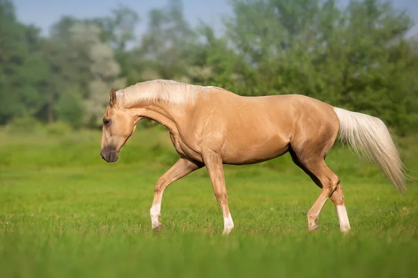 Caballo Cremoso Con Larga Crin Trote Pradera Verde —  Fotos de Stock