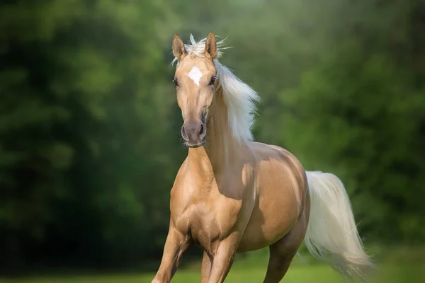 Cremello Cavalo Com Crina Longa Livre Correr Prado Verde Fechar — Fotografia de Stock
