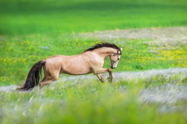 Buckskin at stipa ve çiçek çayırında özgürce koşar