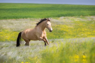 Buckskin at stipa ve çiçek çayırında özgürce koşar