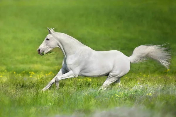 白いアラビアの種牡馬フリーランでStipa花の牧草地 — ストック写真