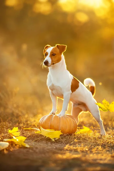 Retrato Jack Russell Com Uma Abóbora Outono — Fotografia de Stock