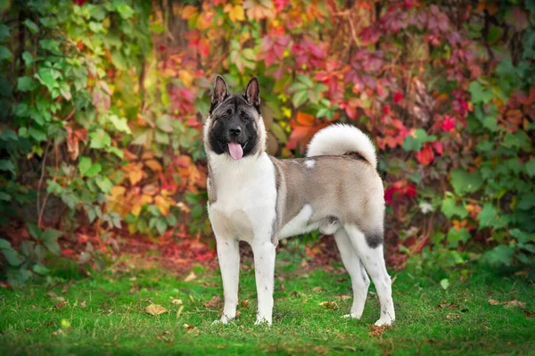 Amerikan akita köpeği, sonbahar parkında portreyi kapat.