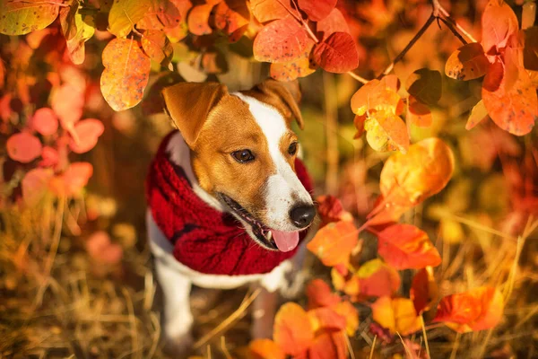 Ritratto Jack Russell Sciarpa Con Una Foglia Autunnale Vicino Viso — Foto Stock