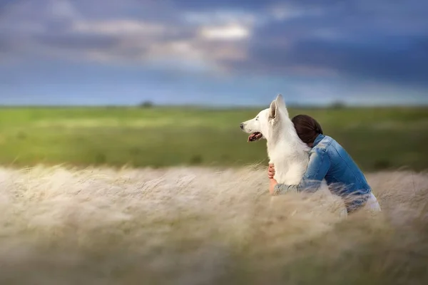 Λευκό Ελβετικός Ποιμενικός Σκύλος Κορίτσι Φτερό Γρασίδι Στο Ηλιοβασίλεμα — Φωτογραφία Αρχείου