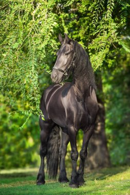At portresi parkta dizginlenmiş.