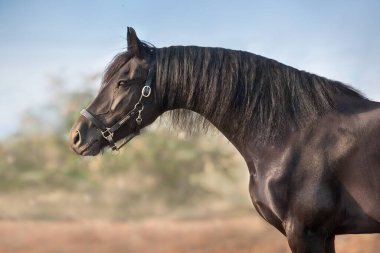 Uzun yeleli Frizya kısrağı. Yaklaş.