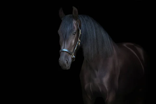 Black Frisian Stallion Close Portrait Black Background — Stock Photo, Image