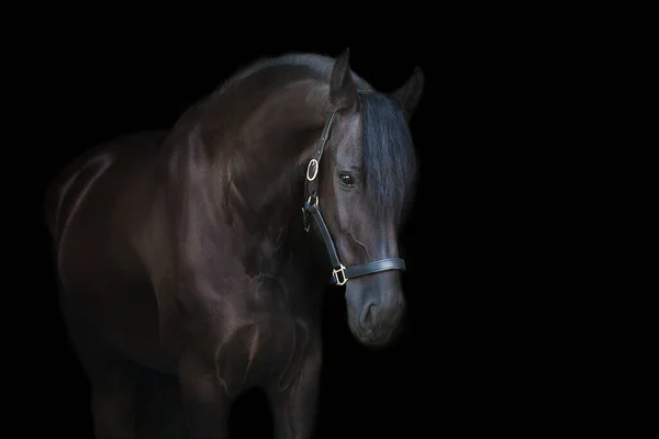 Black Frisian Stallion Close Portrait Black Background — Stok Foto