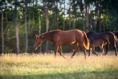 At sürüsü gün batımında otluyor.