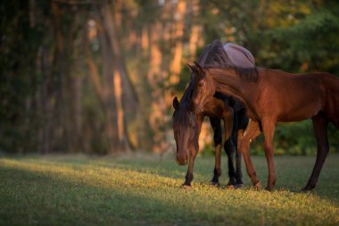 Karabasan ve tay sabah güneşinde çayırda otluyor.