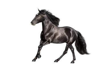 Uzun yeleli siyah at bembeyaz dört nala koşuyor.