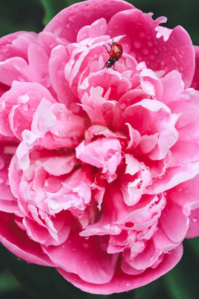 Różowy Piwonia Biedronka Deszczu — Darmowe zdjęcie stockowe