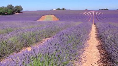 Champs de lavande en fleurs sous un ciel bleu estival conportant quelques de beau temps.