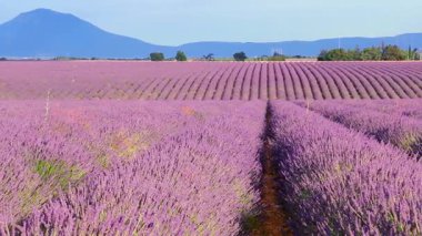 Champs de lavande en fleurs sous un ciel bleu estival conportant quelques de beau temps.