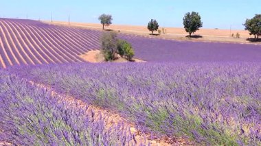 Champs de lavande en fleurs sous un ciel bleu estival conportant quelques de beau temps.