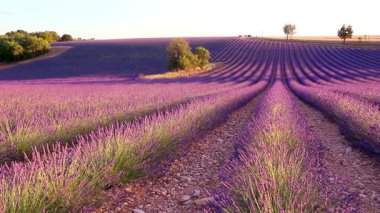 Champs de lavande en fleurs sous un ciel bleu estival conportant quelques de beau temps.