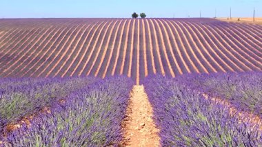 Champs de lavande en fleurs sous un ciel bleu estival conportant quelques de beau temps.