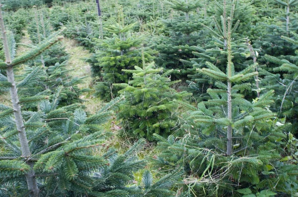 fir tree plantation - small christmas trees