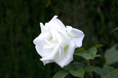 Narin beyaz bir gül çiçeği.