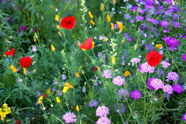 Äng Med Vilda Blommor Som Ett Bidrag Till Miljöskydd — Stockfoto