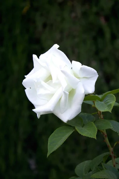 Une Délicate Fleur Rose Blanche — Photo