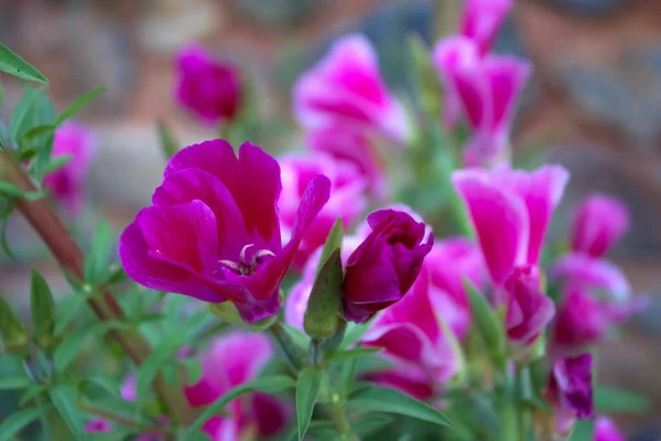 Flor Rosada Una Rosa Fragante —  Fotos de Stock