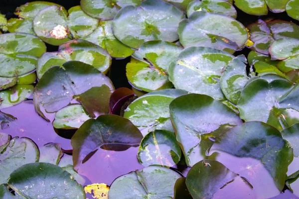 Idyllische Waterlelies Een Meer — Stockfoto