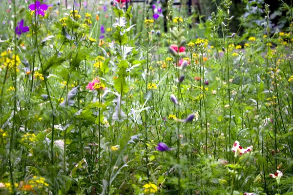 Prairie Avec Des Fleurs Sauvages Comme Une Contribution Protection Environnement — Photo