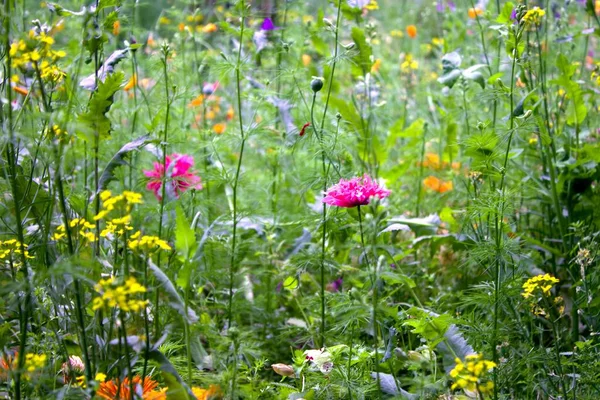 Prairie Avec Des Fleurs Sauvages Comme Une Contribution Protection Environnement — Photo