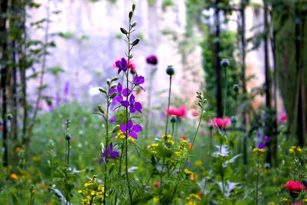 Äng Med Vilda Blommor Som Ett Bidrag Till Miljöskydd — Stockfoto