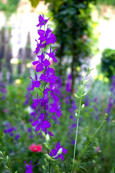 Äng Med Vilda Blommor Som Ett Bidrag Till Miljöskydd — Stockfoto