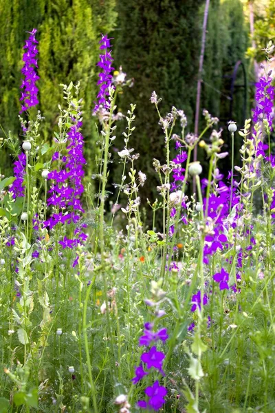 Meadow Wild Flowers Contribution Environmental Protection — Stock Photo, Image