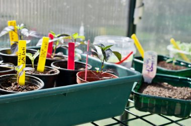 Serada bitkiler ve otlar yetişiyor.