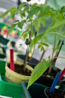 Serada bitkiler ve otlar yetişiyor.