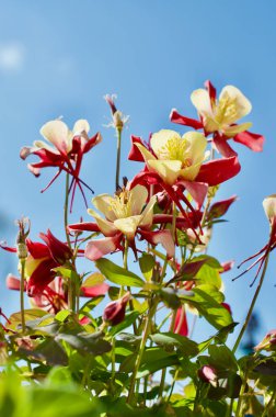 Düşük büyüyen Columbine bitkileri - Columbine Biedermeier