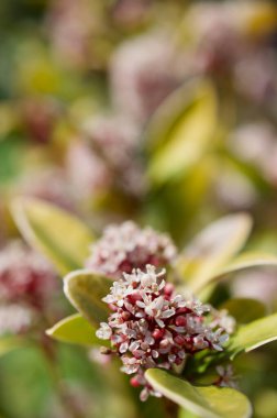 Bahçıvanlık - Bahçedeki Kimya