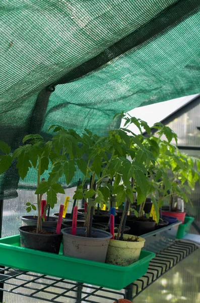 Cultivo Plantas Hierbas Invernadero — Foto de Stock